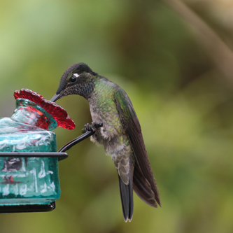 Magnificient Hummingbird